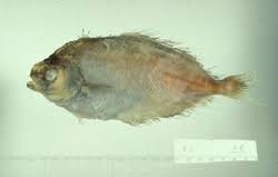 Image result for Schedophilus ovalis