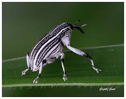 Image result for Coleoptera Curculionoidea