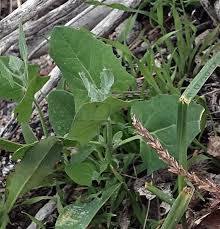 Attēlu rezultāti vaicājumam “Atriplex calotheca”