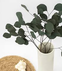 Attēlu rezultāti vaicājumam “Populus x lettland”