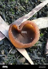 Attēlu rezultāti vaicājumam “Peziza varia”