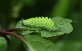 Attēlu rezultāti vaicājumam “Thecla betulae”