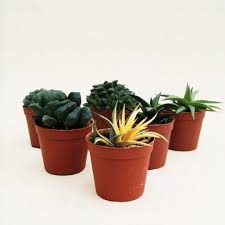Image result for Haworthia mix