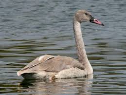 Attēlu rezultāti vaicājumam “Cygnus cygnus juvenile”