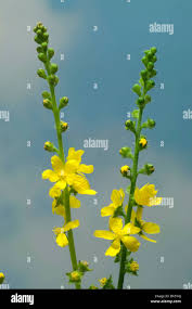 Image result for Agrimonia eupatoria