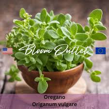 Image result for Origanum vulgare