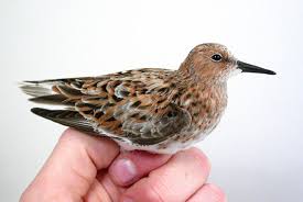 Attēlu rezultāti vaicājumam “Calidris minuta”