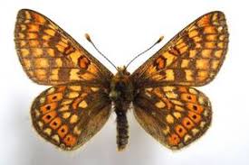 Attēlu rezultāti vaicājumam “Euphydrias aurinia”