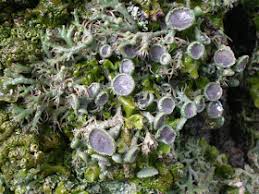 Attēlu rezultāti vaicājumam “Anaptychia ciliaris”