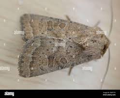 Attēlu rezultāti vaicājumam “Hoplodrina octogenaria”