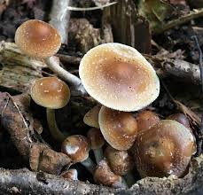 Attēlu rezultāti vaicājumam “Physarum obscurum macro”