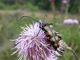 Attēlu rezultāti vaicājumam “Leptura quadrifasciata”