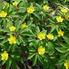 Attēlu rezultāti vaicājumam “Anemone ranunculoides leaf”