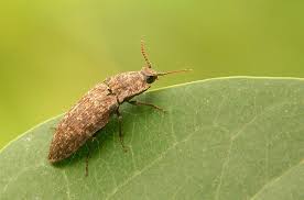 Attēlu rezultāti vaicājumam “Agrypnus murinus”