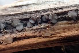 Attēlu rezultāti vaicājumam “Mollisia cinerea”