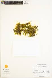 Attēlu rezultāti vaicājumam “Eurhynchiastrum pulchellum”