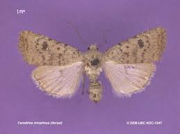 Attēlu rezultāti vaicājumam “Caradrina morpheus”