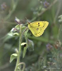 Attēlu rezultāti vaicājumam “Colias palaeno female”