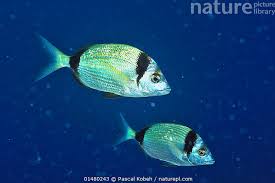 Image result for Diplodus vulgaris