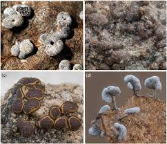 Attēlu rezultāti vaicājumam “Physarum compressum”