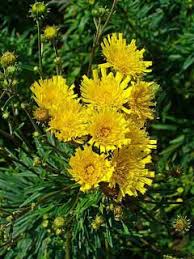 Attēlu rezultāti vaicājumam “Hieracium umbellatum bud”