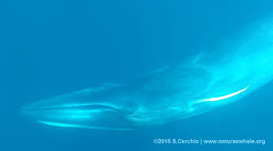 Image result for Balaenoptera omurai