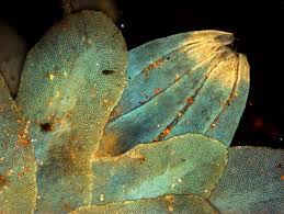 Attēlu rezultāti vaicājumam “Diplophyllum albicans”