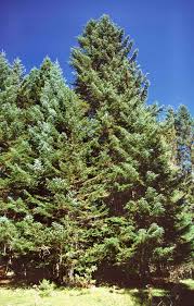 Attēlu rezultāti vaicājumam “Abies alba”