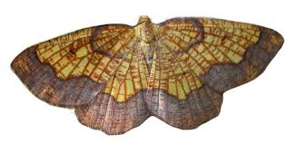 Attēlu rezultāti vaicājumam “Nycteola degenerana”