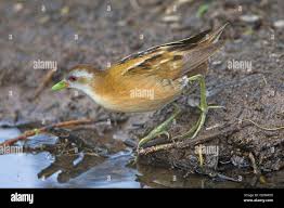 Image result for Porzana parva