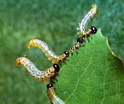 Attēlu rezultāti vaicājumam “Nematus salicis”