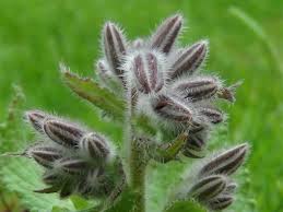 Attēlu rezultāti vaicājumam “Borago officinalis bud”