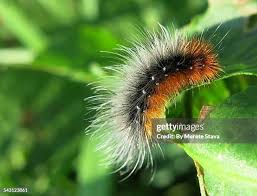 Attēlu rezultāti vaicājumam “Arctia caja larva”