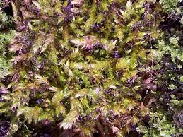 Attēlu rezultāti vaicājumam “Hygrohypnum luridum sporophyte”