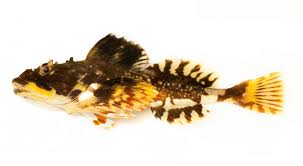 Image result for Myoxocephalus scorpius