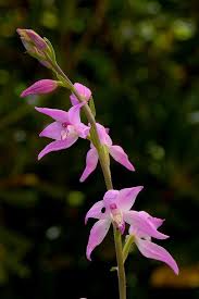 Attēlu rezultāti vaicājumam “Cephalanthera rubra flower”