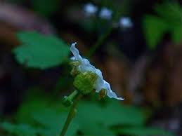 Attēlu rezultāti vaicājumam “Moneses uniflora bud”
