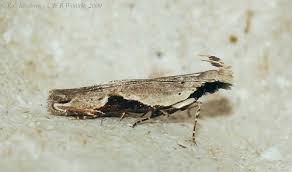 Attēlu rezultāti vaicājumam “Hypatima rhomboidella”