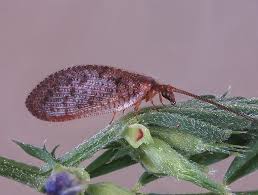 Attēlu rezultāti vaicājumam “Hemerobiidae”