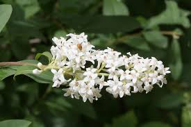 Attēlu rezultāti vaicājumam “Ligustrum vulgare”