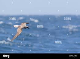 Image result for Pterodroma feae