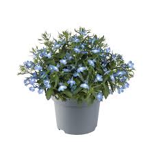 Image result for Lobelia erinus