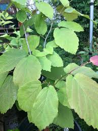 Attēlu rezultāti vaicājumam “Hamamelis vernalis leaf”