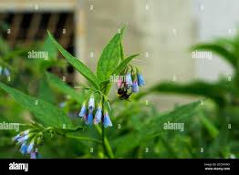 Attēlu rezultāti vaicājumam “Symphytum asperum flower”