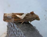 Attēlu rezultāti vaicājumam “Epiblema foenella”