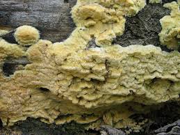 Attēlu rezultāti vaicājumam “Oxyporus corticola”