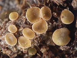 Attēlu rezultāti vaicājumam “Ascobolus furfuraceus”