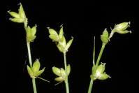 Attēlu rezultāti vaicājumam “Carex loliacea fruit”