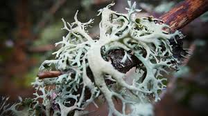 Attēlu rezultāti vaicājumam “Pseudevernia furfuracea”