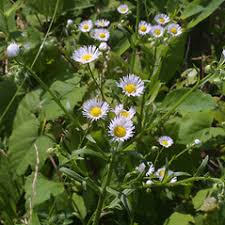 Attēlu rezultāti vaicājumam “Erigeron annuus”